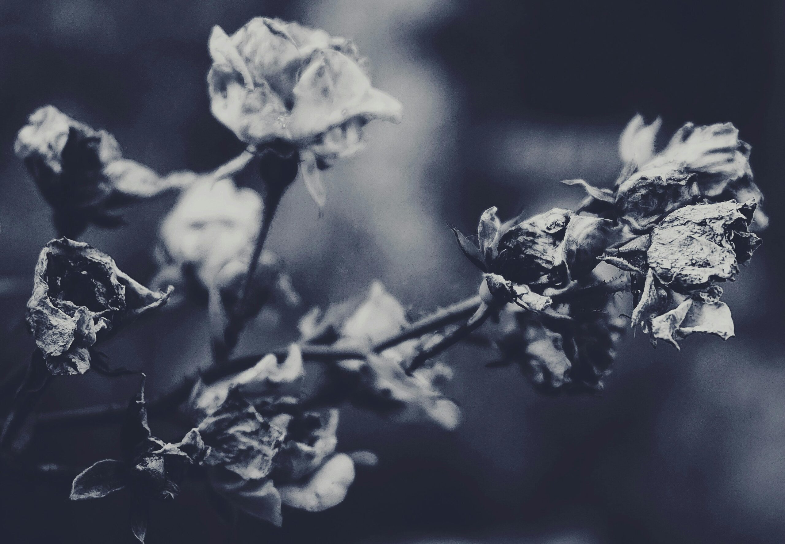 Roses in the Morning
