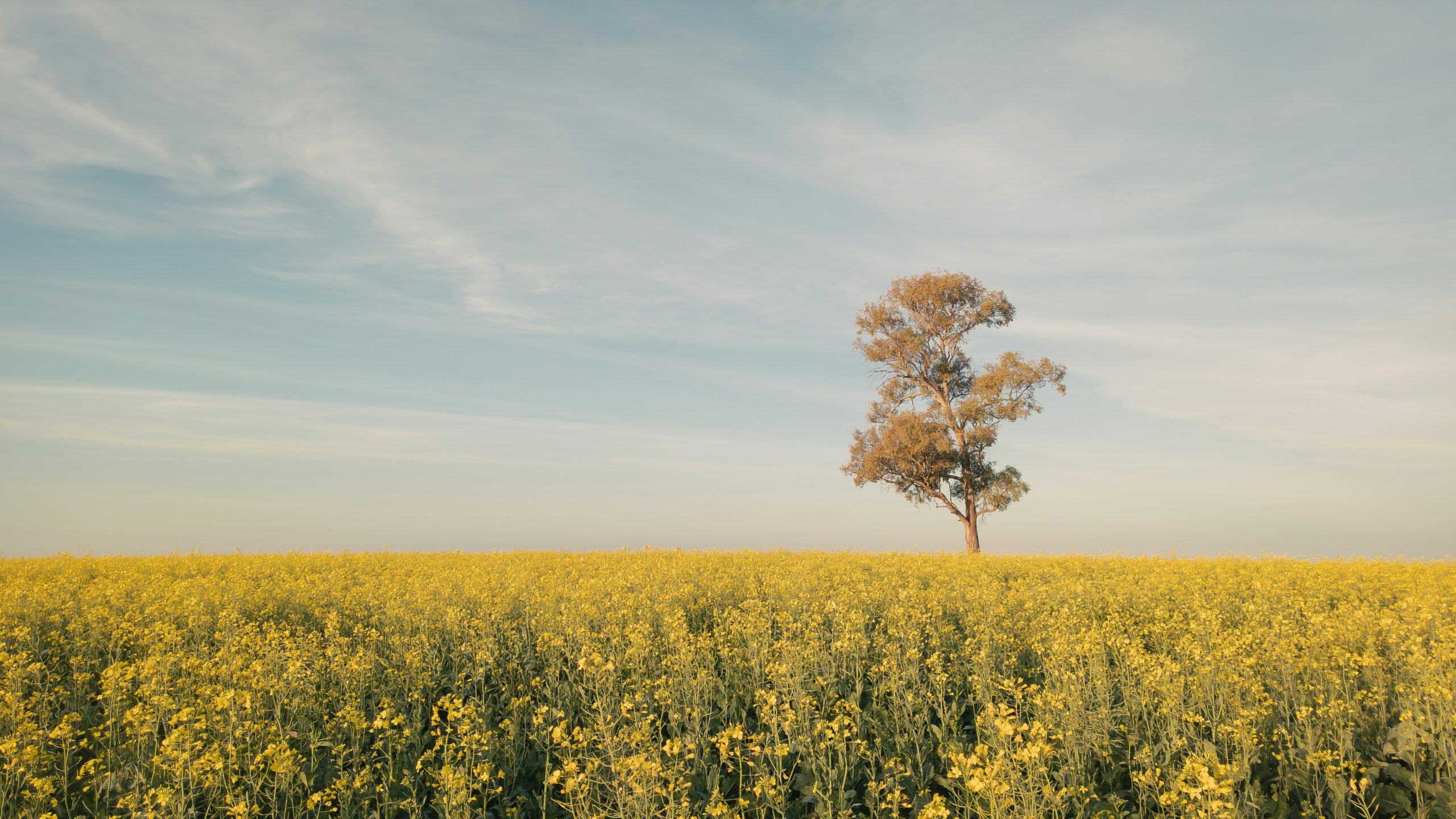 Rice Wasn’t Like the Others