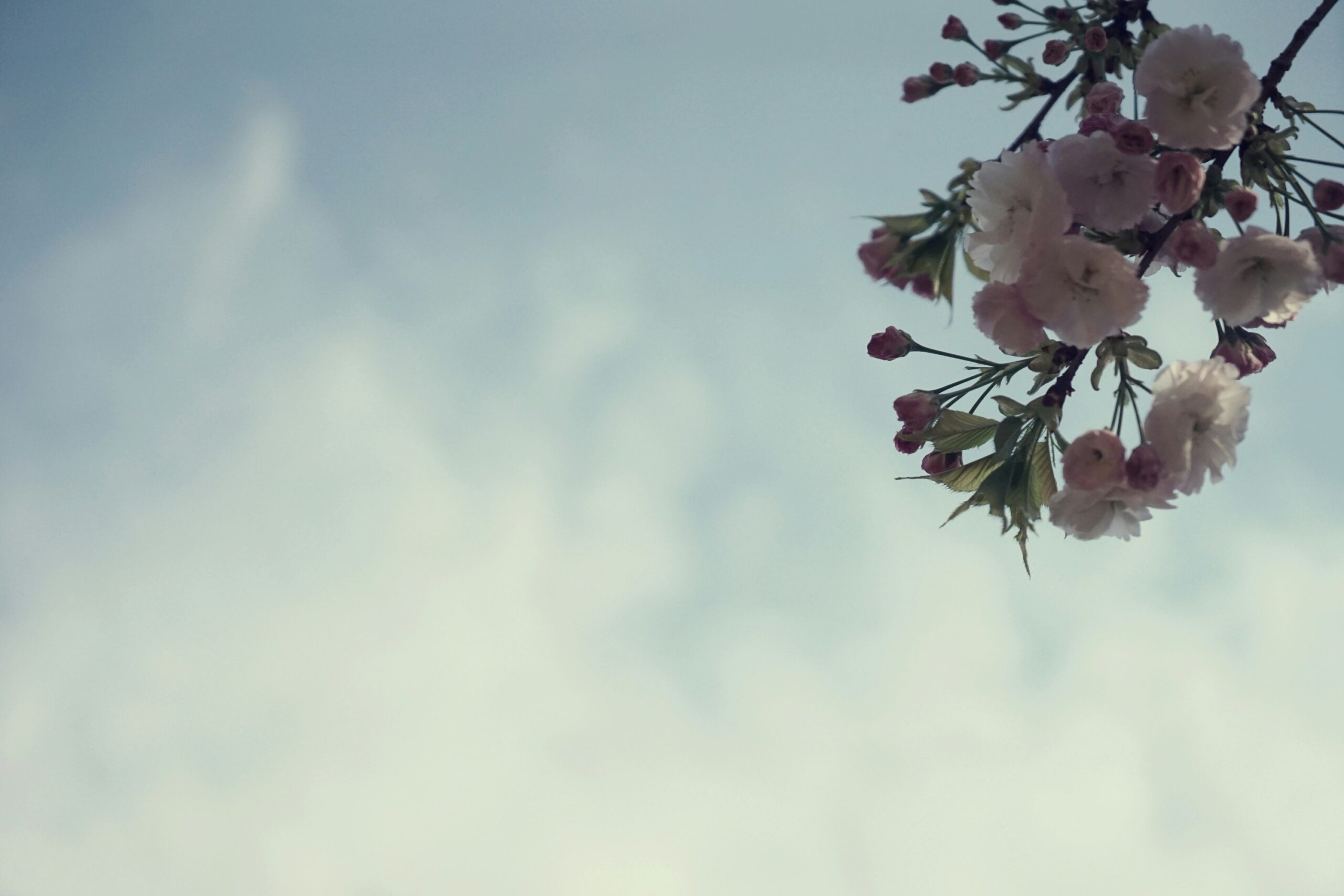 أمانة الغياب 